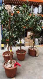 4 Sinaasappel kunst bomen, Ophalen, Gebruikt, Binnen