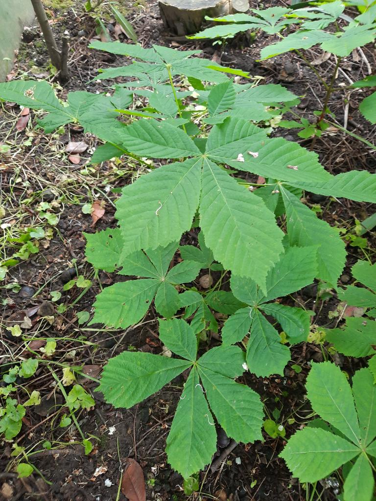 paardenkastanje kastanje boom boompje, Tuin en Terras, Planten | Bomen, Overige soorten, Lente, Minder dan 100 cm, Ophalen