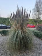 Gratis ophalen, Ophalen, Overige soorten, Volle zon