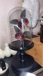 Glazen stolp met opgezette vlinders, Ophalen of Verzenden, Gebruikt