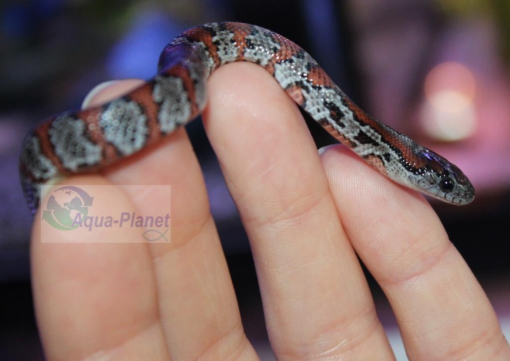 Mexicaanse Koningsslang Kingsnake - unknown for sale from Aqua-Planet
