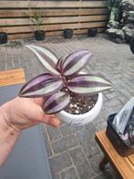 Tradescantia kamerplant in leuk potje, Ophalen, Halfschaduw, Minder dan 100 cm