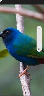 Forbes papagaai amadines te koop., Meerdere dieren