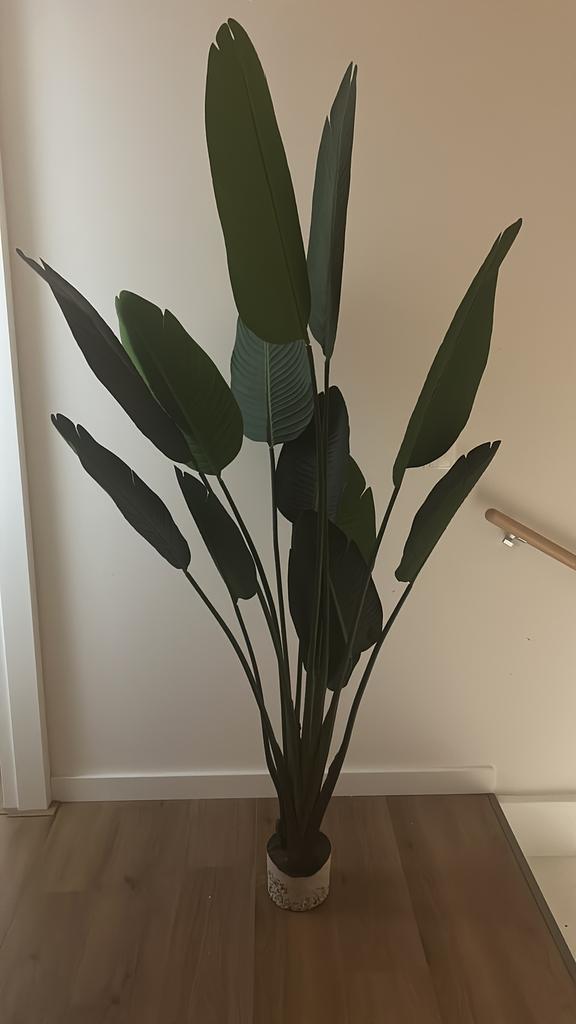 Emerald Strelitzia Nicolai kunstplant, Huis en Inrichting, Kamerplanten, Ophalen, Halfschaduw, 200 cm of meer