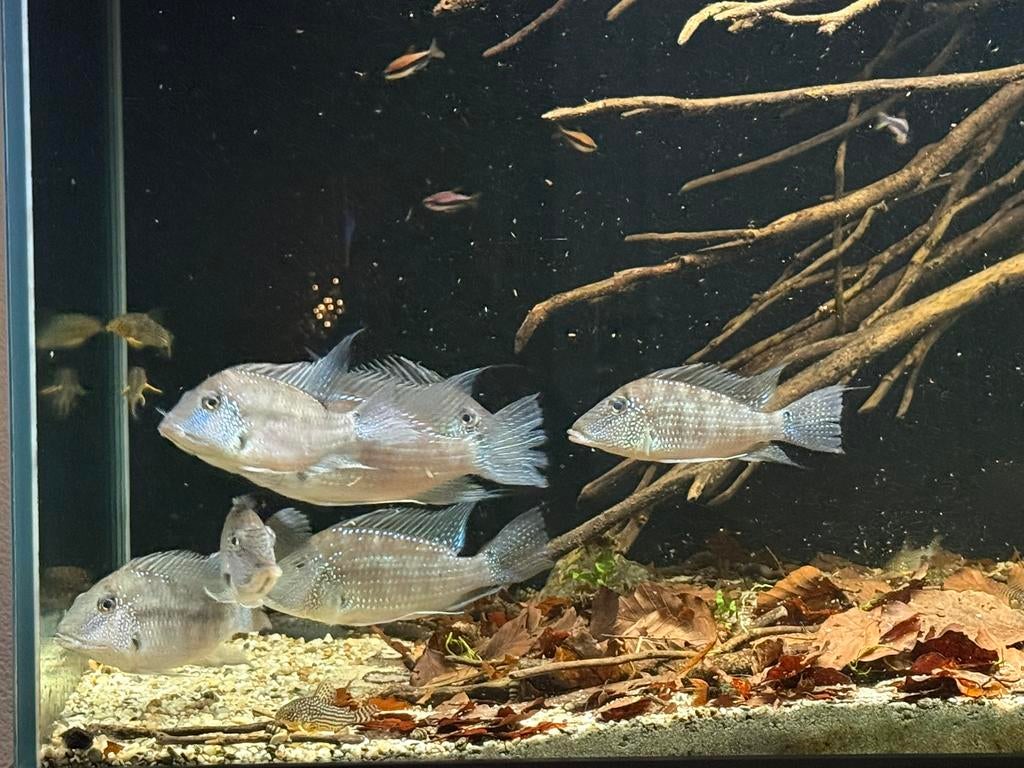 Satanoperca Leucosticta, Dieren en Toebehoren, Vis