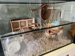 2 lieve Gerbils (1 jaar) inclusief toebehoren te koop, Februari, Mannelijk, Overige typen, Tam