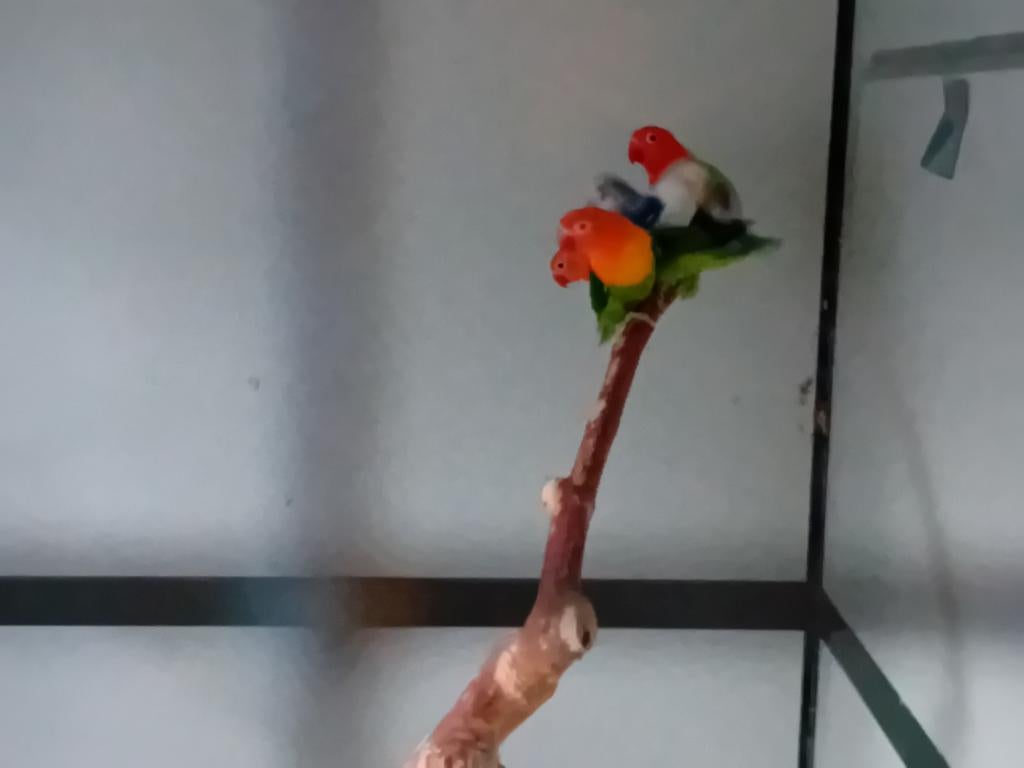 Fischeri opaline split dilutte en split pale fallow brr, Dieren en Toebehoren, Vogels | Parkieten en Papegaaien, Meerdere dieren