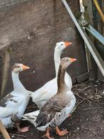 Ganzen, Dieren en Toebehoren, Pluimvee, Meerdere dieren, Gans of Zwaan