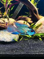 Elecktrick Blue Acara Cichliden!!!, Dieren en Toebehoren, Vissen | Aquariumvissen