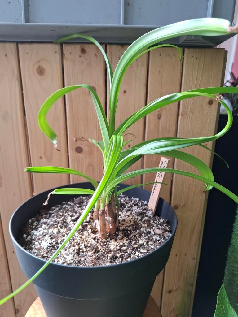 Crinum powellii album., Overige soorten, Volle zon, Vaste plant, Ophalen of Verzenden