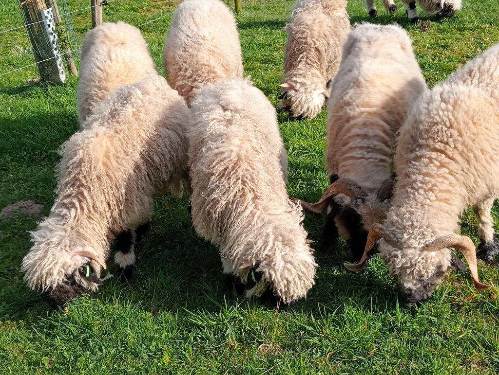 Walliser Schwarznase ooilammeren, Dieren en Toebehoren, Schapen, Geiten en Varkens, Vrouwelijk, Schaap, 0 tot 2 jaar