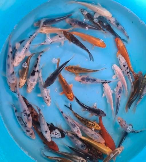Koi 12–15 cm uit eigen kwekerij – Koidream Valburg, Dieren en Toebehoren, Vissen | Vijvervissen, Karper of Koi