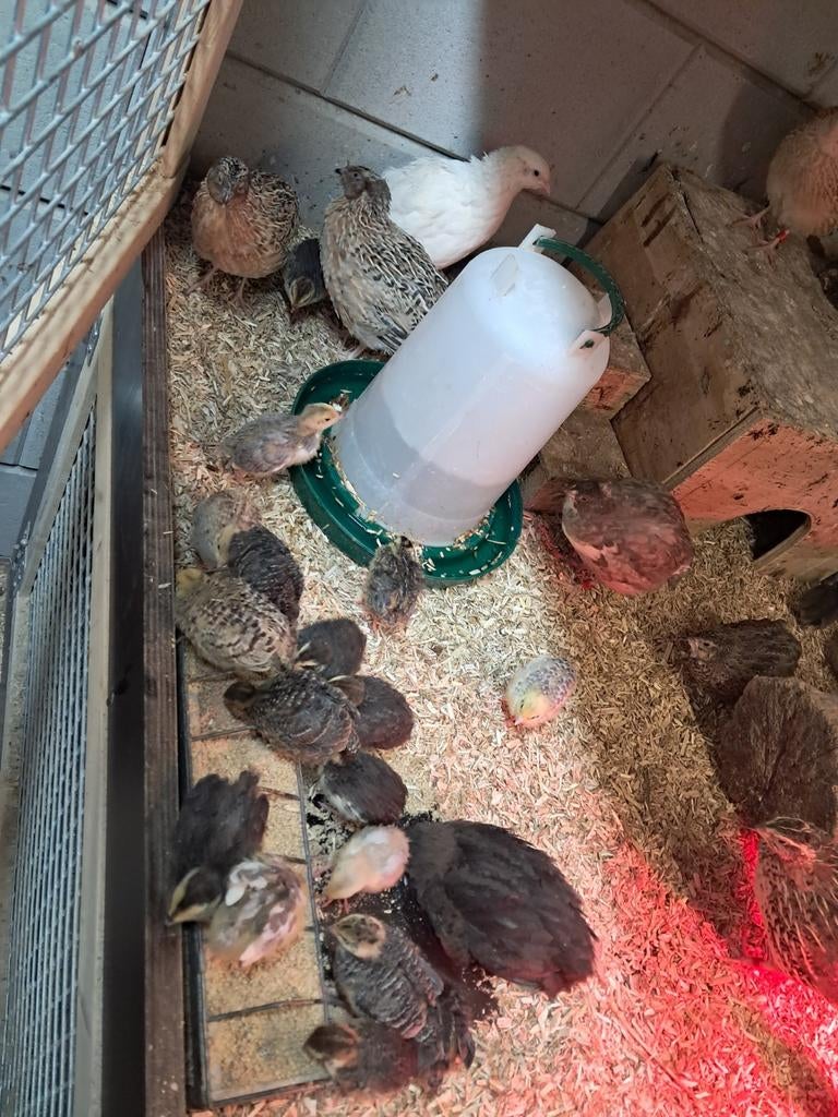 30 jonge japanse kwartels, Dieren en Toebehoren, Geslacht onbekend, Overige soorten