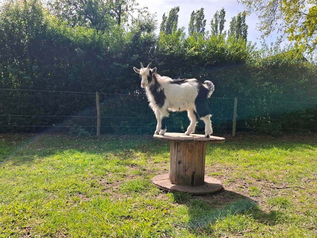 NEDERLANDSE LANDGEIT BOKLAM, Dieren en Toebehoren, Meerdere dieren, Geit