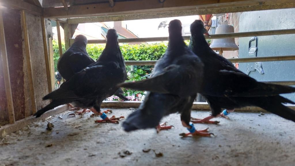 Jonge duiven, Dieren en Toebehoren, Meerdere dieren, Gans of Zwaan