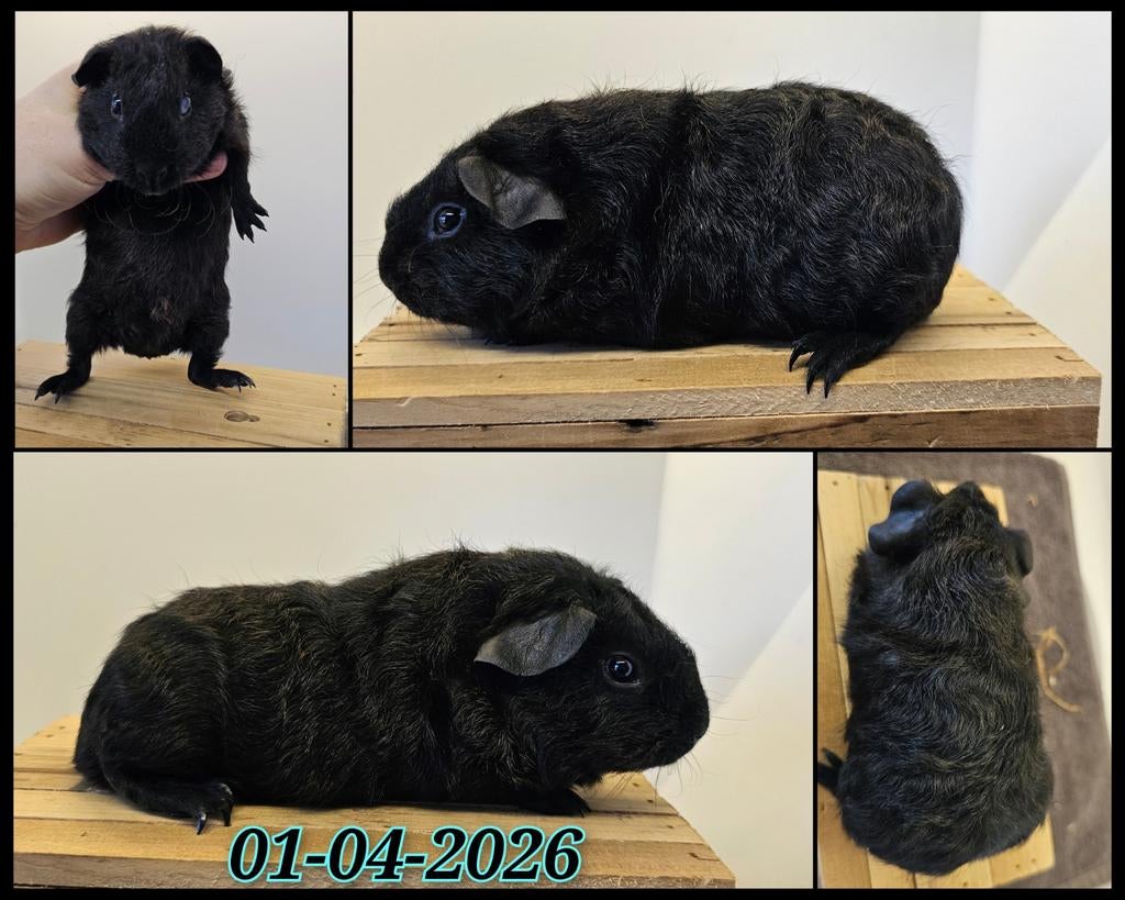 Skinnydrager cavia beertje, Dieren en Toebehoren, Knaagdieren, Cavia, April, Mannelijk, Tam