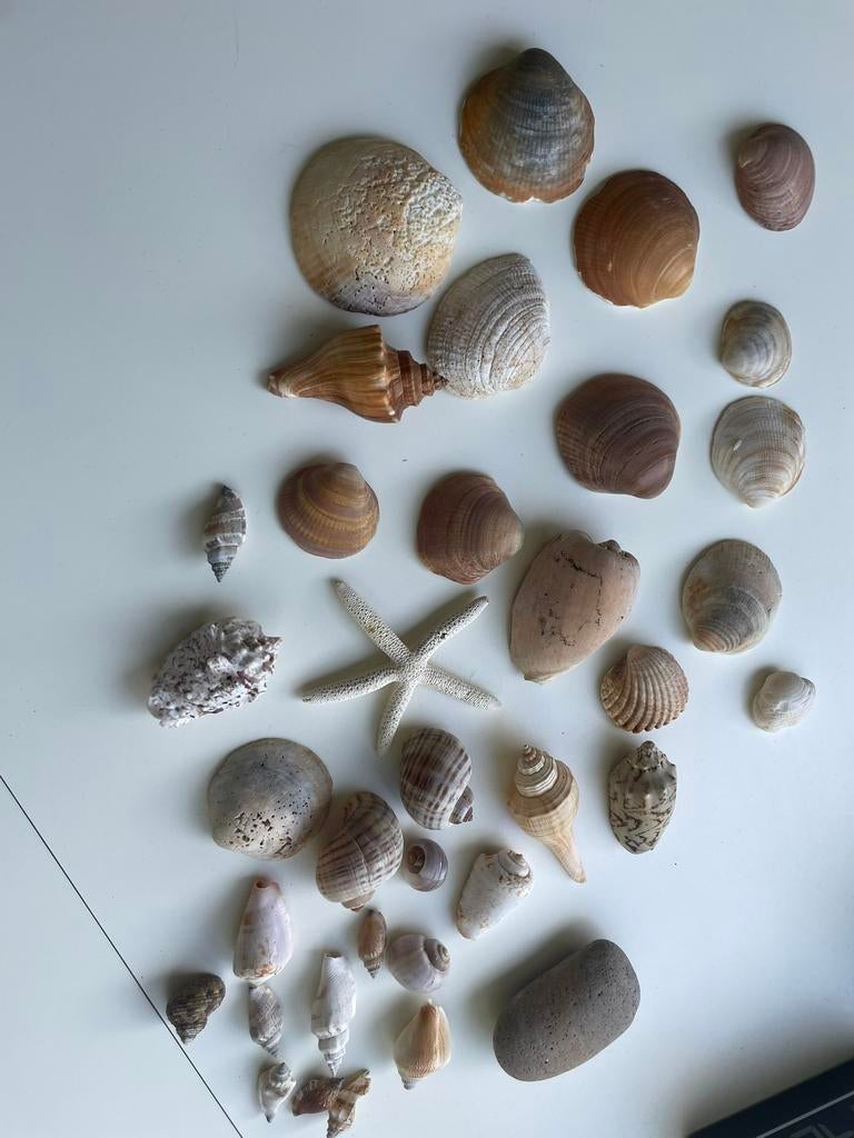 VERZAMELING DIVERSE SCHELPEN EN FOSSIELEN, Verzamelen, Mineralen en Fossielen, Verzenden, Schelp(en)