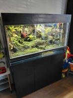 Paludarium 120x50x60 compleet, Dieren en Toebehoren, Ophalen, Zo goed als nieuw