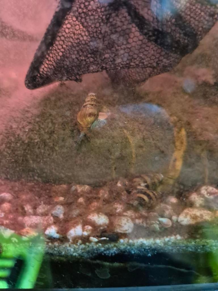 Slakken etende slak, Slak of Weekdier