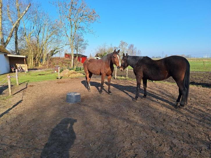 Gastgezin paard(en) gezocht, Dieren en Toebehoren, Paarden, Meerdere dieren, Zadelmak, 165 tot 170 cm, 11 jaar of ouder, Recreatiepaard