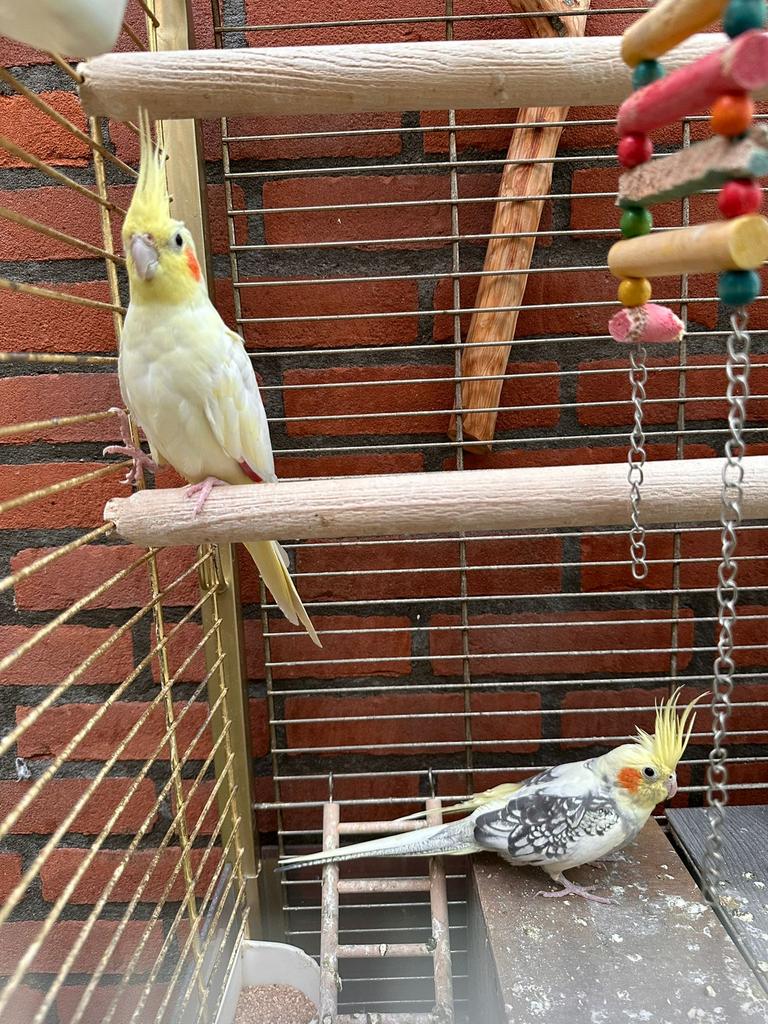 Valkparkiet koppel met groot kooi, Dieren en Toebehoren, Vogels | Parkieten en Papegaaien, Meerdere dieren, Parkiet