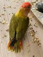 Agapornis Dwergpapegaai Fischerie Roseicolle Personata, Dieren en Toebehoren, Vogels | Parkieten en Papegaaien, Meerdere dieren