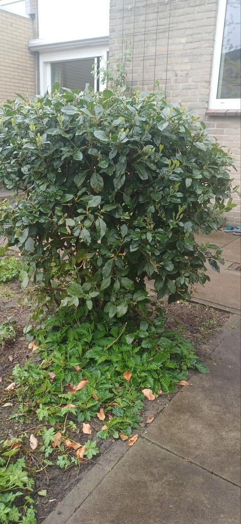 Grote struik gratis af te halen, Tuin en Terras, Planten | Struiken en Hagen, Ophalen, Overige soorten