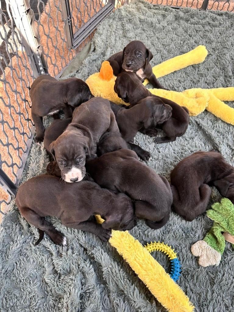 Duitse Dog pups geboren, België, Particulier, Overige rassen, 8 tot 15 weken