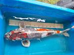 koi karpers te koop, Karper of Koi