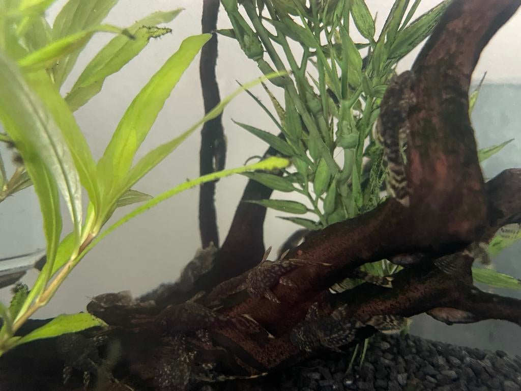 Algeneters af te halen, Dieren en Toebehoren, Vis