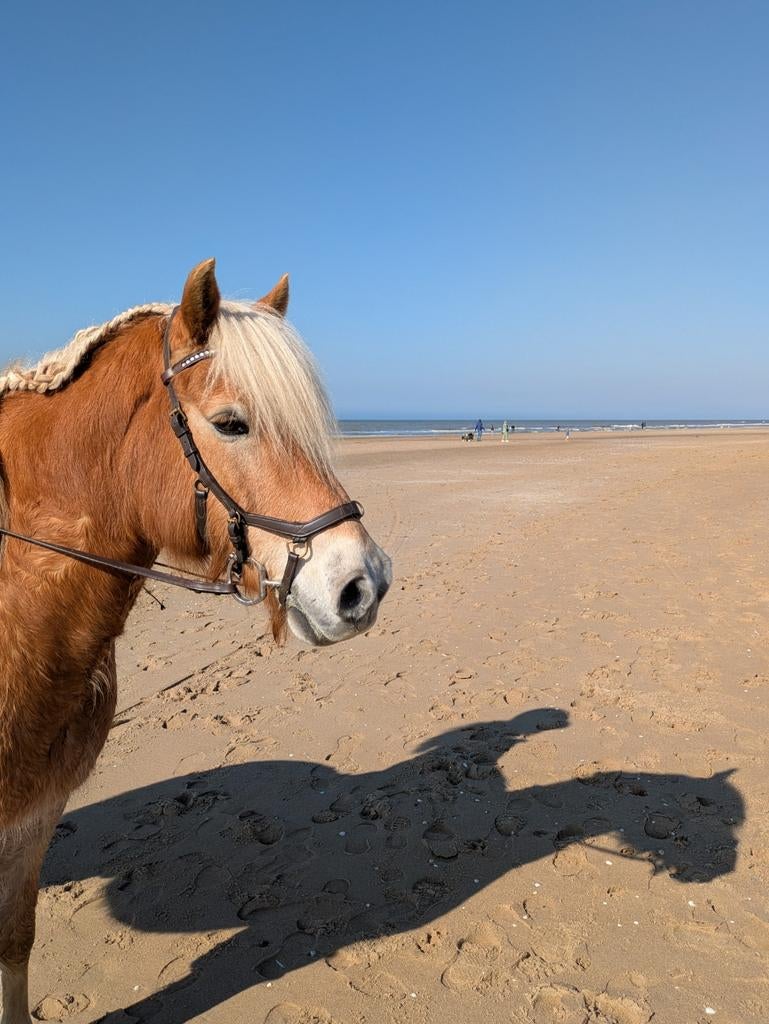 Stalling gezocht omgeving Lisse, Stalling