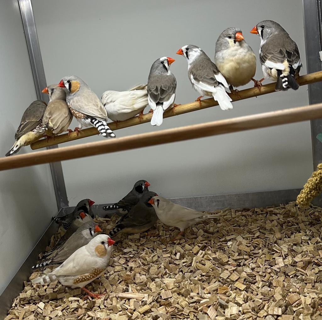 Zebravinken koppels, Dieren en Toebehoren, Vogels | Overige Vogels, Meerdere dieren, Tropenvogel