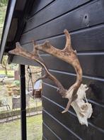 Compact Damhert gewei jacht overkapping mancave, Ophalen, Gebruikt, Hert, Gewei of Kop