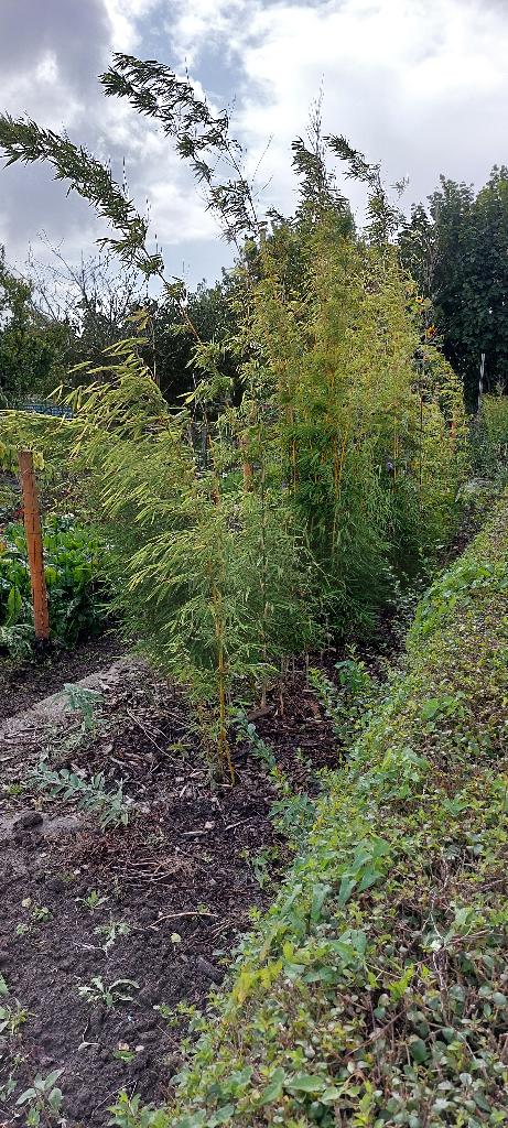 tuinplanten, Tuin en Terras, Planten | Tuinplanten, Overige soorten, Volle zon, Vaste plant, Ophalen of Verzenden