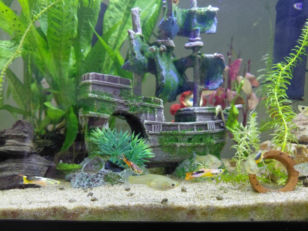 (Endler) guppen in alle leeftijden, Dieren en Toebehoren, Vis, Zoetwatervis