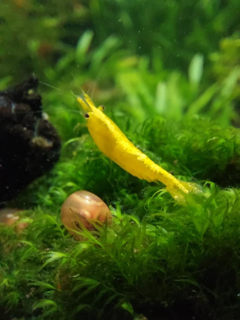 Prachtige yellow neon backline neocaridina gele garnalen, Kreeft, Krab of Garnaal, Zoetwatervis