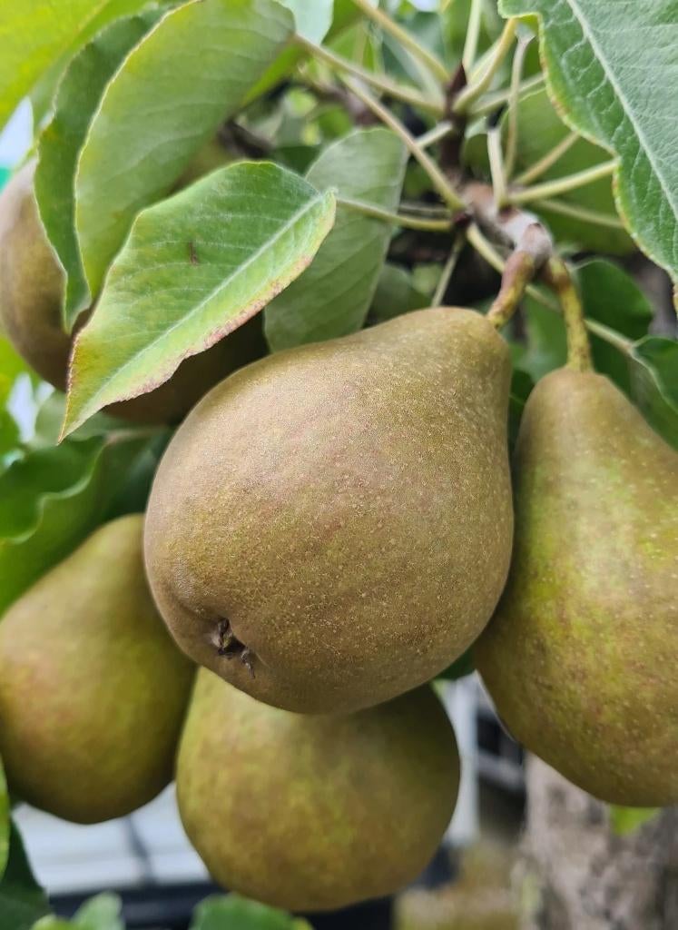 Pyrus communis – Stoofpeer "Gieser Wildeman", Bio, Tuin en Terras, Planten | Fruitbomen, Ophalen, Minder dan 100 cm, Lente, Volle zon
