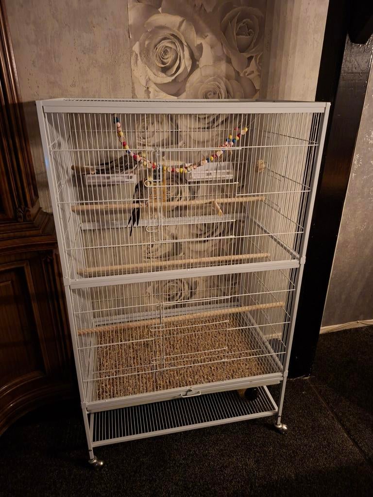2 valkparkieten met kooi en voer., Ophalen, Zo goed als nieuw, Metaal, Vogelkooi
