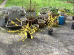 Forsythia bloeiend in pot, flinke heester, Vaste plant, Halfschaduw, Lente, Ophalen
