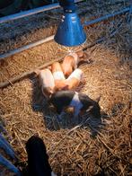 Husumer biggen, Meerdere dieren, Varken