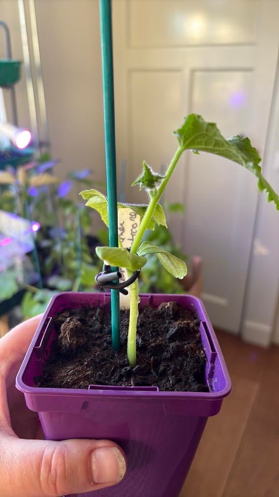 Groenteplant (snack)komkmmr,courgette,puntpaprika &aubergine, Ophalen, Volle zon, Groenteplanten, Eenjarig