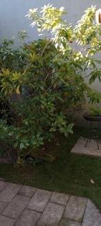 Gratis ophalen: rhododendron, Ophalen, Rhododendron, Struik, 100 tot 250 cm