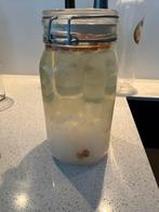 Waterkefir korrels. Gratis af te halen, Diversen, Ophalen