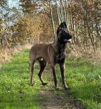 Mechelse herder reu 11 maanden, 15 weken tot 1 jaar, Reu, Parvo, Eén hond