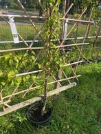 Fruit leibomen voor fruit uit eigen tuin