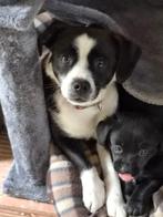 Elara verdient een warme mand. Verblijf Cyprus, Handelaar, 1 tot 2 jaar, Buitenland, Teef