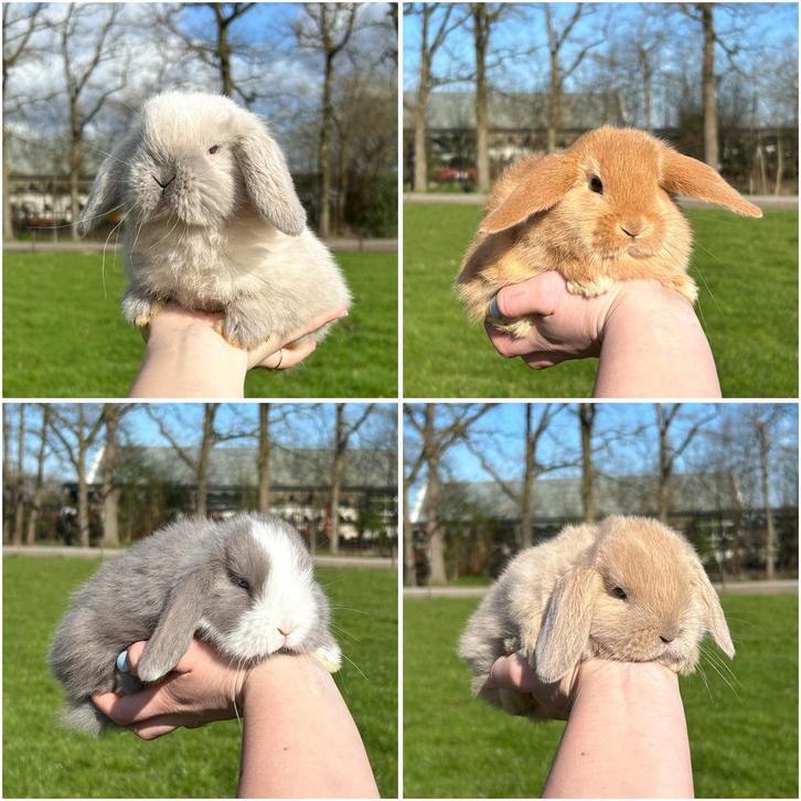 Lieve jonge konijntjes, ras NHD, Dwerg Hangoor, Dieren en Toebehoren, Konijnen, Dwerg, Meerdere dieren, 0 tot 2 jaar, Hangoor