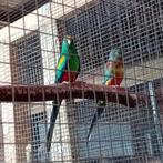 Veelkleuren parkiet koppel, Meerdere dieren, Parkiet, Geringd