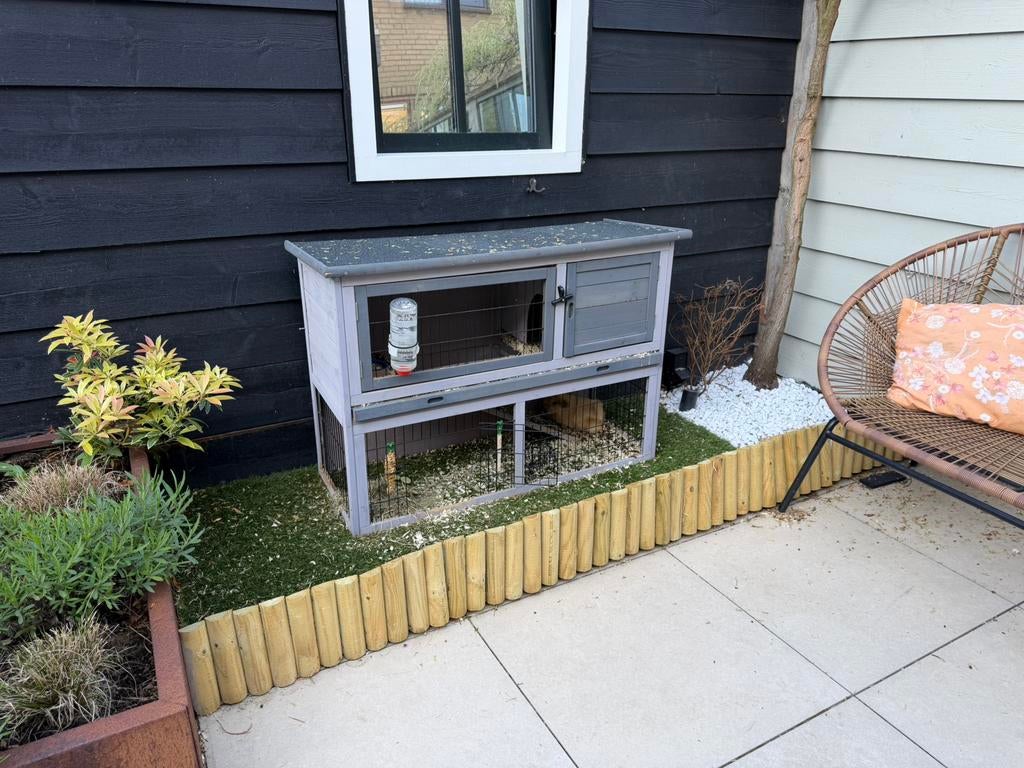 Cavia’s inclusief toebehoren, Dieren en Toebehoren, Cavia, April, Mannelijk, Tam