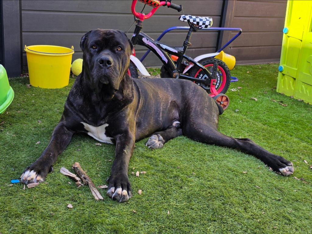 Cane Corso zoekt nieuwe huis., Ophalen, Nieuw, Katten